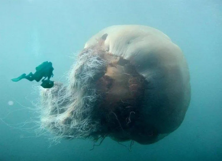 Foto-Foto ini Jadi Bukti bahwa Laut itu Penuh Misteri, Jangan Dilihat kalau Nggak Pengen Jiper Main ke Laut Lagi 21