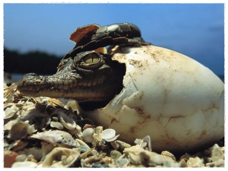 Padahal Buaya Setia dan Kelinci Itu Imut, Tapi Kok Dua Fauna Ini Malah Dimiripin ke Cowok Brengsek? 9