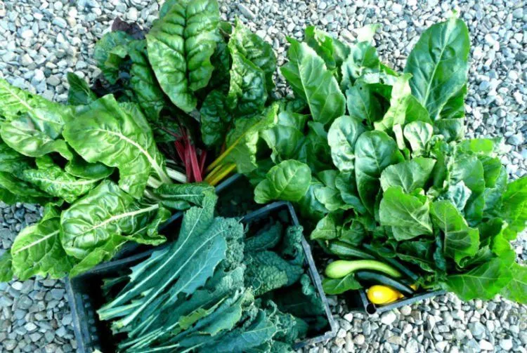 Perut Buncit Mengganggu Penampilanmu? 13 Makanan Ini Siap Membasmi Lemak di Perutmu! 24