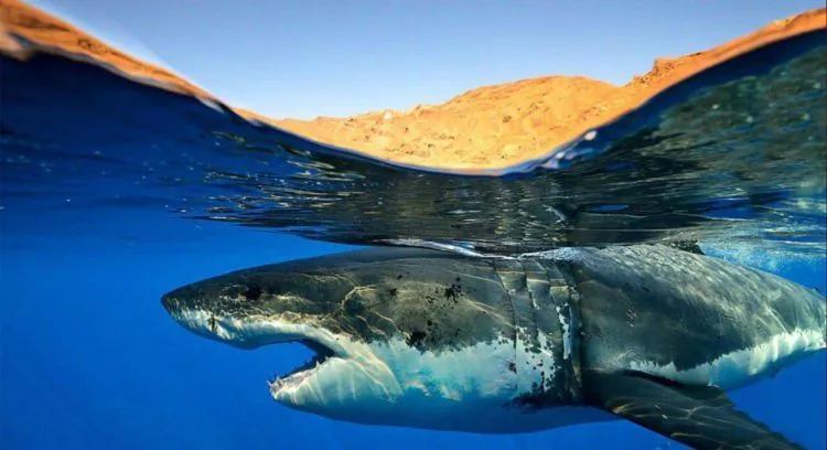 Yuk Belajar Teknik Split Underwater Photography yang Lagi Hits! Paduan Foto Dua Dunia yang Memesona 11