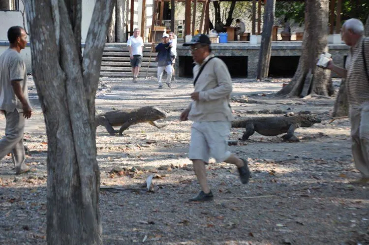 8 Hal yang Harus Kamu Siapkan Sebelum ke Pulau Komodo. Penting Nih Buat Keselamatanmu! 16