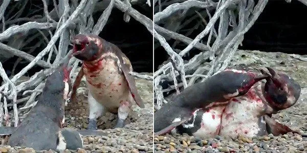Simak Gimana Penguin Ini Berantem Karena Betinanya Selingkuh, Kamu Bakal Lupa Jika Mereka Cuma Hewan 15
