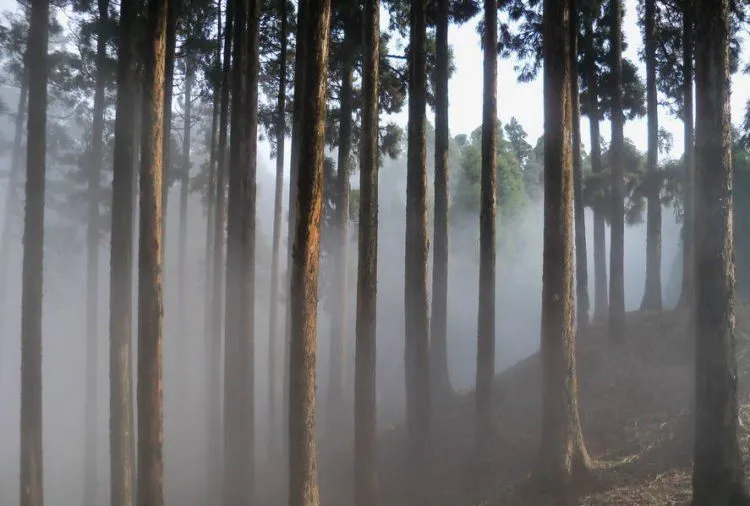 8 Hutan Ini Bakal Bikin Kamu Merinding. Bukan Cuma Cerita Seram Saja, Tapi Juga Suasananya! 16