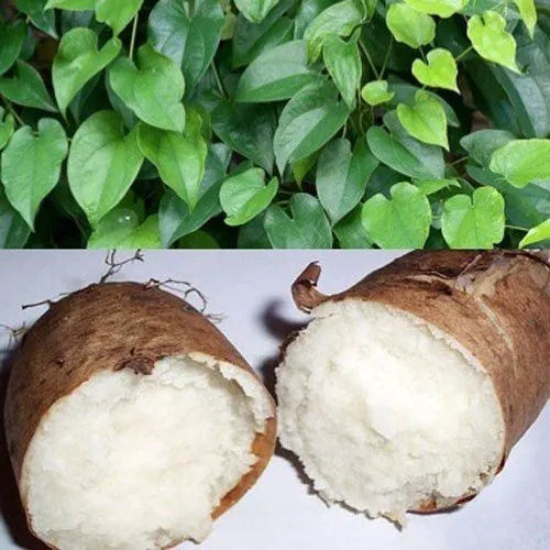 Orang Indonesia Bisa Lho Bertahan Tanpa Nasi! Ini 7 Alasan Impor Beras Itu Tak Perlu 12