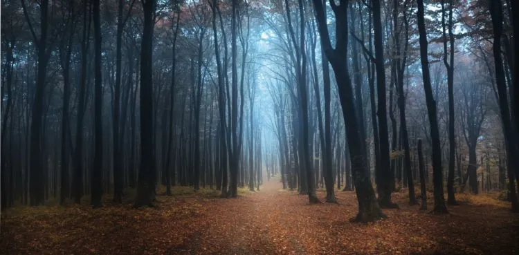 8 Hutan Ini Bakal Bikin Kamu Merinding. Bukan Cuma Cerita Seram Saja, Tapi Juga Suasananya! 9