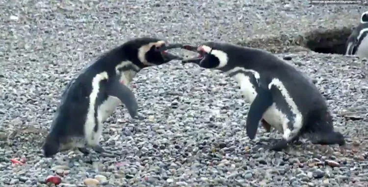 Simak Gimana Penguin Ini Berantem Karena Betinanya Selingkuh, Kamu Bakal Lupa Jika Mereka Cuma Hewan 12
