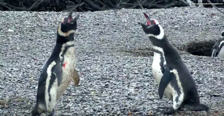 Simak Gimana Penguin Ini Berantem Karena Betinanya Selingkuh, Kamu Bakal Lupa Jika Mereka Cuma Hewan 13