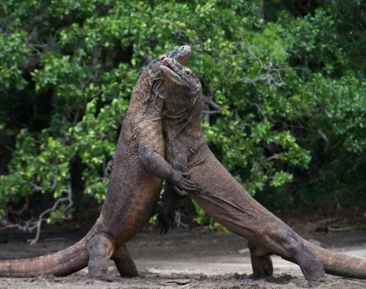 8 Hal yang Harus Kamu Siapkan Sebelum ke Pulau Komodo. Penting Nih Buat Keselamatanmu! 12
