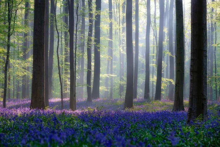 8 Hutan Ini Bakal Bikin Kamu Merinding. Bukan Cuma Cerita Seram Saja, Tapi Juga Suasananya! 10