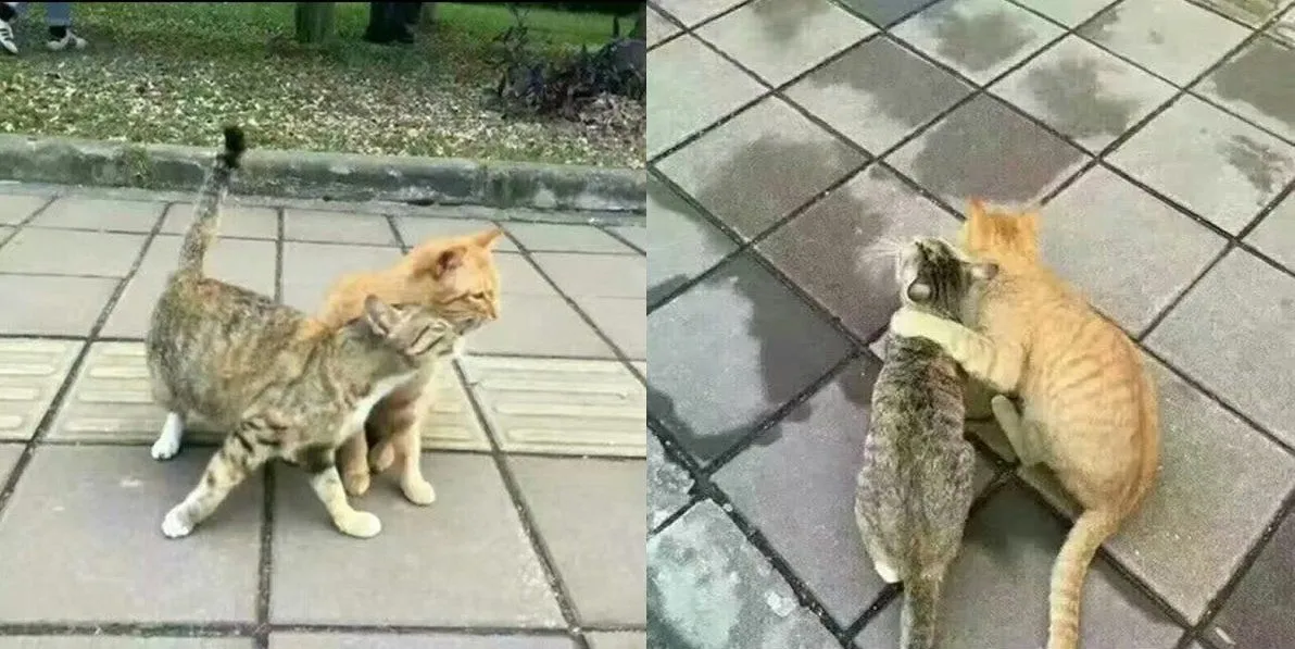 Usai Penguin, Giliran Kucing Ini Ngenes Banget Pas Diselingkuhi. Hewan Sekarang Kok Drama Banget Sih