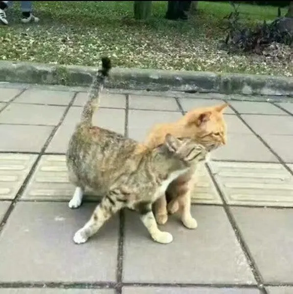 Usai Penguin, Giliran Kucing Ini Ngenes Banget Pas Diselingkuhi. Hewan Sekarang Kok Drama Banget Sih 6