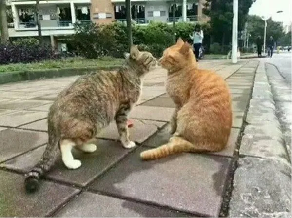 Usai Penguin, Giliran Kucing Ini Ngenes Banget Pas Diselingkuhi. Hewan Sekarang Kok Drama Banget Sih 7