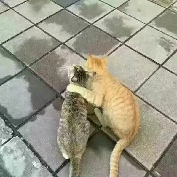 Usai Penguin, Giliran Kucing Ini Ngenes Banget Pas Diselingkuhi. Hewan Sekarang Kok Drama Banget Sih 8