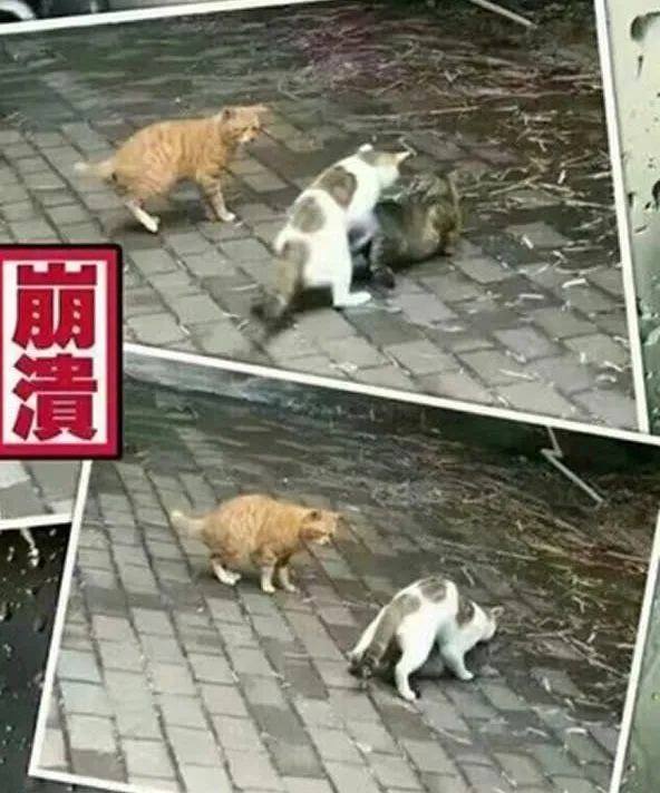 Usai Penguin, Giliran Kucing Ini Ngenes Banget Pas Diselingkuhi. Hewan Sekarang Kok Drama Banget Sih 9