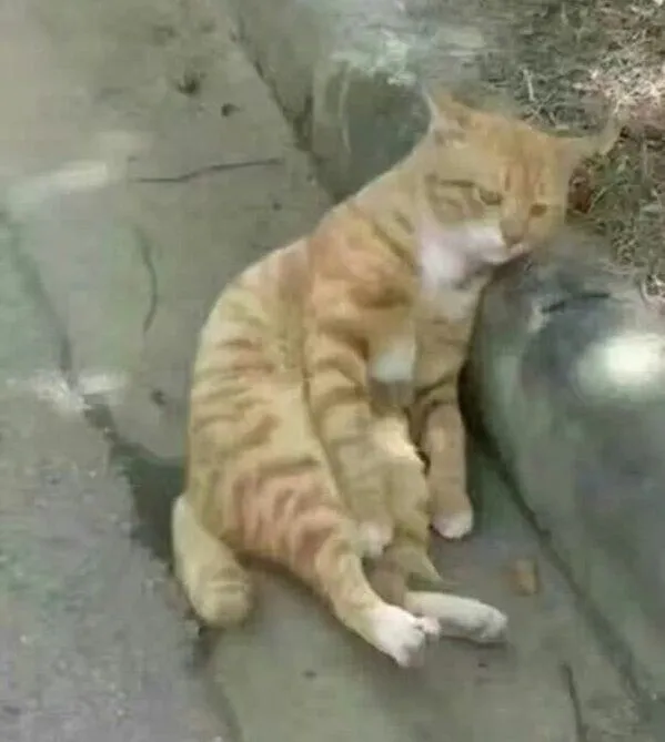 Usai Penguin, Giliran Kucing Ini Ngenes Banget Pas Diselingkuhi. Hewan Sekarang Kok Drama Banget Sih 10