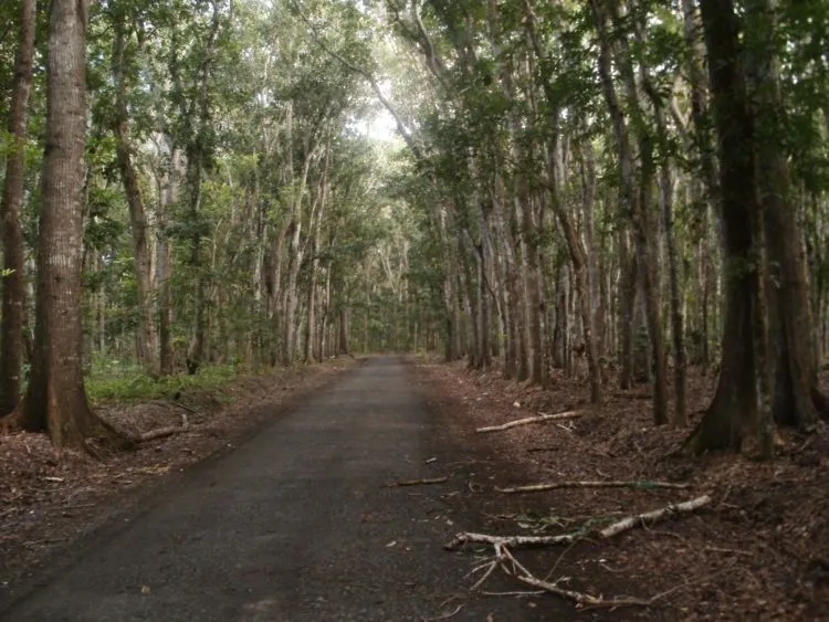 Menelisik Keangkeran Alas Purwo, Banyuwangi. Hutan yang Jadi Tempat Kumpul Makhluk Gaib se Jawa! 12