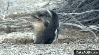 Simak Gimana Penguin Ini Berantem Karena Betinanya Selingkuh, Kamu Bakal Lupa Jika Mereka Cuma Hewan 11