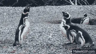 Simak Gimana Penguin Ini Berantem Karena Betinanya Selingkuh, Kamu Bakal Lupa Jika Mereka Cuma Hewan 14
