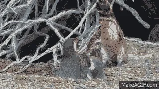 Simak Gimana Penguin Ini Berantem Karena Betinanya Selingkuh, Kamu Bakal Lupa Jika Mereka Cuma Hewan 16