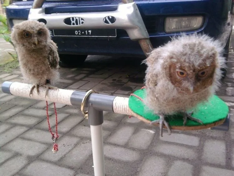 Kelakuan Manusia Mulai Nggak Beradab. Dua Lelaki Tega-teganya 'Berselancar' dengan Tubuh Penyu! 7