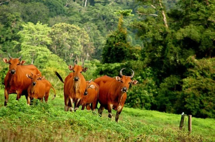 Menelisik Keangkeran Alas Purwo, Banyuwangi. Hutan yang Jadi Tempat Kumpul Makhluk Gaib se Jawa! 7
