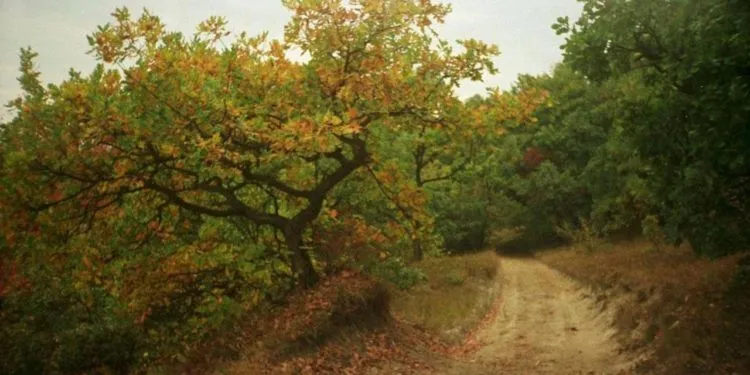 8 Hutan Ini Bakal Bikin Kamu Merinding. Bukan Cuma Cerita Seram Saja, Tapi Juga Suasananya! 13