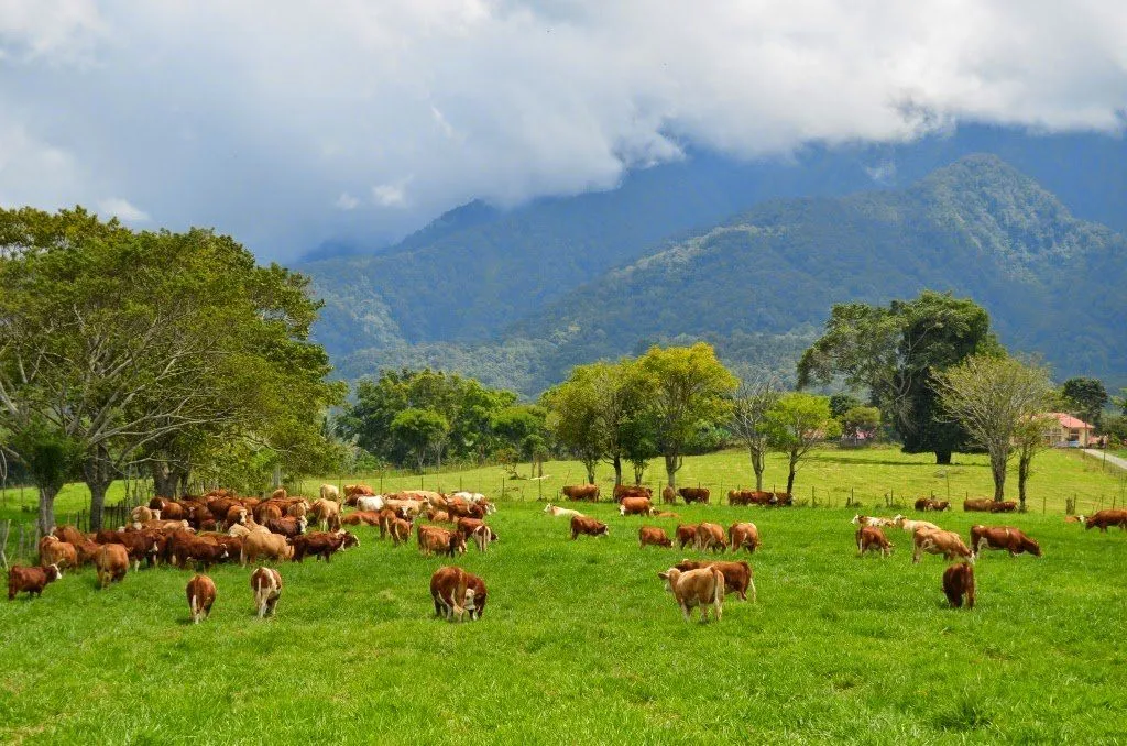 Padang Mangateh, New Zealand di Tanah Minang yang Asyik untuk Plesir Sembari Selfie! 9