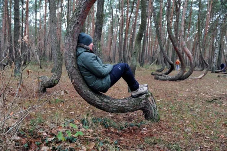 8 Hutan Ini Bakal Bikin Kamu Merinding. Bukan Cuma Cerita Seram Saja, Tapi Juga Suasananya! 11