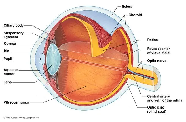 Seorang Model dari Balikpapan Buta Gara-gara Softlens. Para Cewek Harus Baca dan Hati-hati! 8