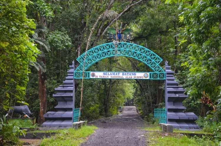 Menelisik Keangkeran Alas Purwo, Banyuwangi. Hutan yang Jadi Tempat Kumpul Makhluk Gaib se Jawa! 10
