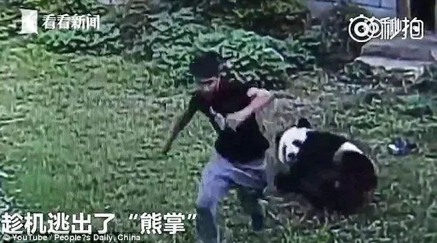 Tindakan Bodoh Dilakukan Seorang Pria di Cina, Dia Bergulat Dengan Panda Cuma Demi Memikat Wanita! 6