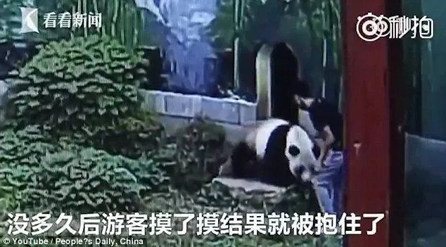 Tindakan Bodoh Dilakukan Seorang Pria di Cina, Dia Bergulat Dengan Panda Cuma Demi Memikat Wanita! 4