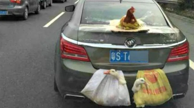 10 Foto Kocak Saat Para Hewan Berkendara di Jalan Raya. Hati-Hati Saat Berpapasan Dengan Mereka 15