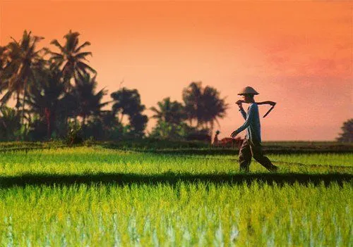Indonesia Adalah Negara Agraris yang Terancam. Profesi Petani Diperkirakan Akan Punah 50 Tahun Lagi 8