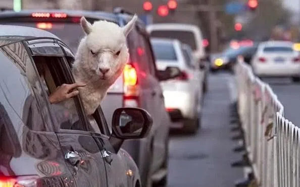 10 Foto Kocak Saat Para Hewan Berkendara di Jalan Raya. Hati-Hati Saat Berpapasan Dengan Mereka 11
