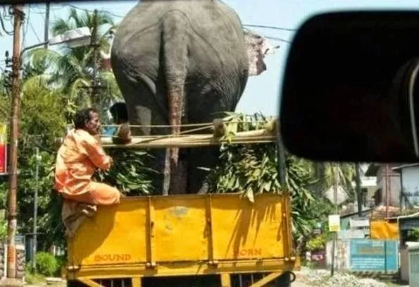 10 Foto Kocak Saat Para Hewan Berkendara di Jalan Raya. Hati-Hati Saat Berpapasan Dengan Mereka 18