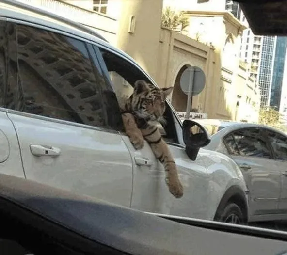 10 Foto Kocak Saat Para Hewan Berkendara di Jalan Raya. Hati-Hati Saat Berpapasan Dengan Mereka 12