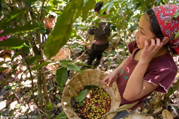 Kabar Buruk Buat Pecinta Kopi! Setengah Kopi Dunia Bakal Lenyap di Tahun 2050, Ini Penjelasannya 5