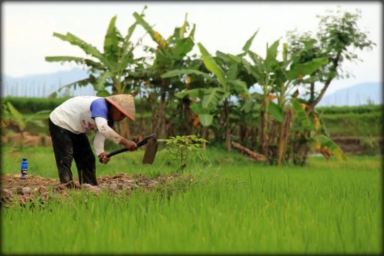Indonesia Adalah Negara Agraris yang Terancam. Profesi Petani Diperkirakan Akan Punah 50 Tahun Lagi 7