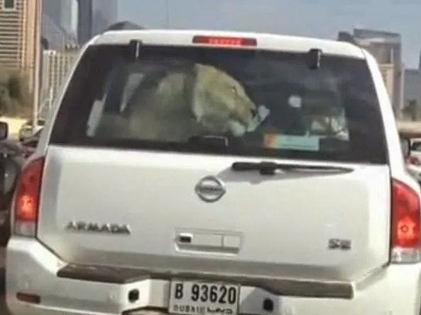 10 Foto Kocak Saat Para Hewan Berkendara di Jalan Raya. Hati-Hati Saat Berpapasan Dengan Mereka 19