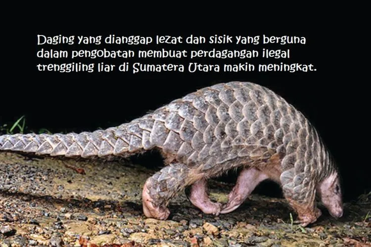 Kepunahan Macam Zaman Dinosaurus Sudah di Depan Mata. Ini 11 Spesies Hewan yang Sebentar Lagi Lenyap 16
