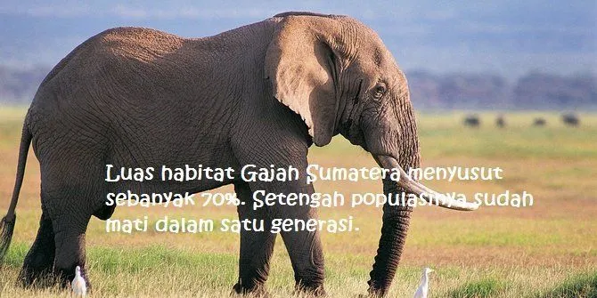Kepunahan Macam Zaman Dinosaurus Sudah di Depan Mata. Ini 11 Spesies Hewan yang Sebentar Lagi Lenyap 12