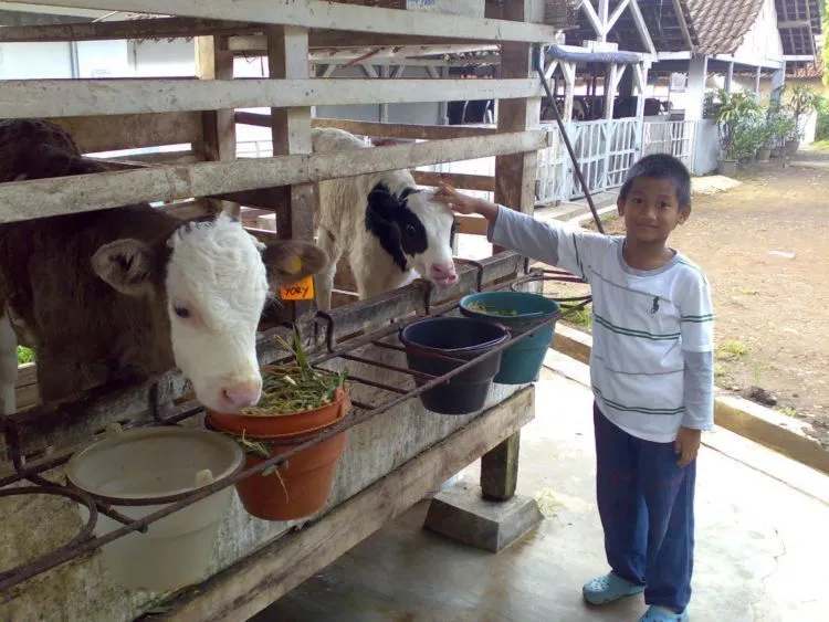 Ternyata Indonesia Tidak Begitu Tertinggal, 5 Desa Ini Bukti Nyata Transisi Energi Biogas 12