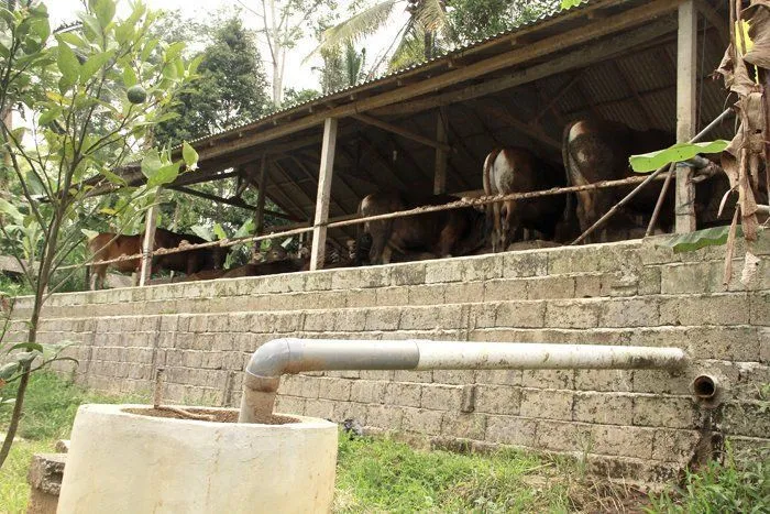 Ternyata Indonesia Tidak Begitu Tertinggal, 5 Desa Ini Bukti Nyata Transisi Energi Biogas 9