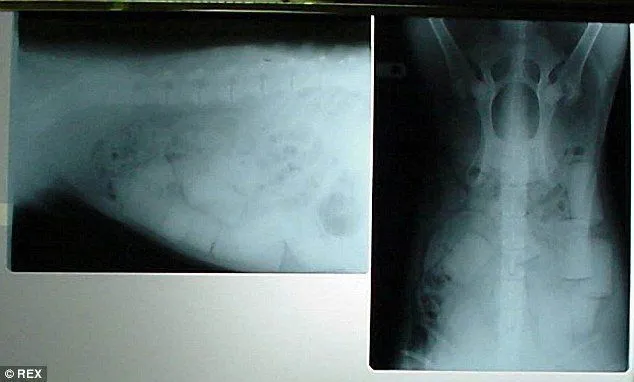 6 Cara Gila Ini Digunakan Untuk Menyelundupkan Obat Terlarang. Miris Kalau Alasannya Cuma Uang! 11