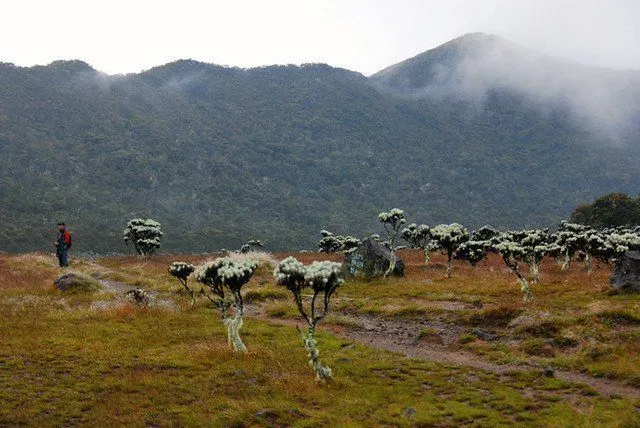 Begini Kronologis Meninggalnya Mahasiswa Binus di Gunung Mas. Lagi-lagi karena Jalur Ilegal! 7