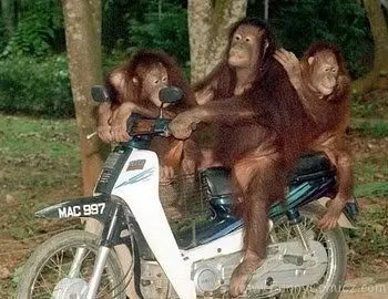 10 Foto Kocak Saat Para Hewan Berkendara di Jalan Raya. Hati-Hati Saat Berpapasan Dengan Mereka 13