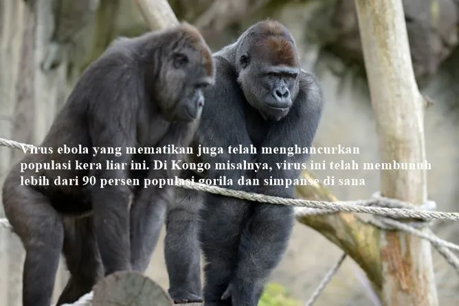 Kepunahan Macam Zaman Dinosaurus Sudah di Depan Mata. Ini 11 Spesies Hewan yang Sebentar Lagi Lenyap 21