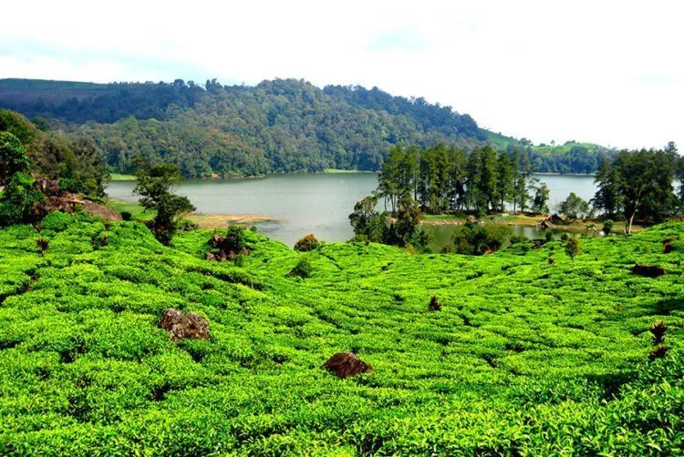 Wisata Cinta di Situ Patenggang Bandung, Yuk! Katanya Hubunganmu dan Dia Bisa Awet Kalau ke Sana 6