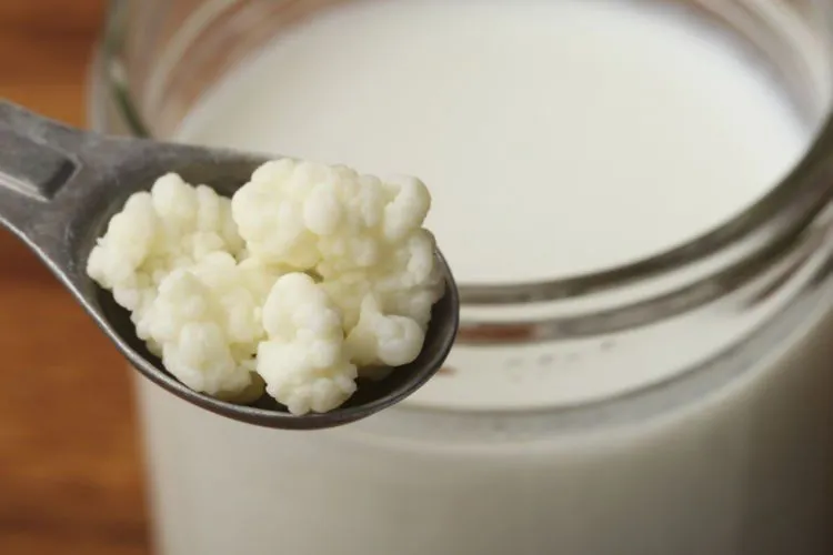 8 Bakteri Baik dalam Makanan yang Bisa Memelihara Kesehatan Tubuhmu, Sudah Tahu Belum? 10
